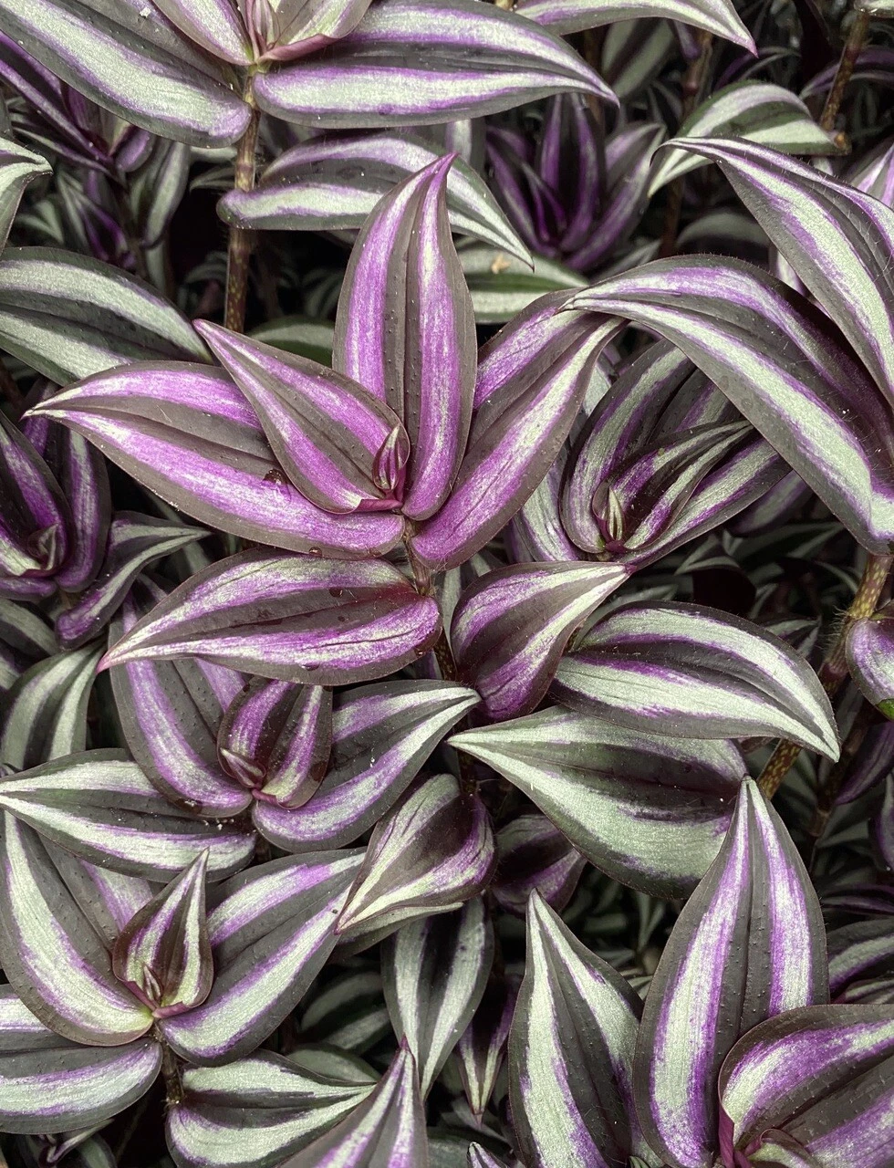 Tradescantia Zebrina Cutting Pack – Organic Live Purple-Silver Trailing Houseplant Stems for Indoor & Hanging Pots