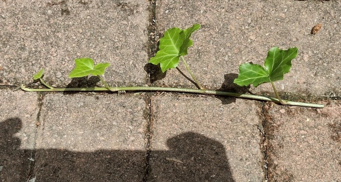 English Ivy Cuttings – 10 Live 6" Hedera helix Vines for Indoor, Outdoor, Groundcover, Hanging Baskets, Trailing Plant