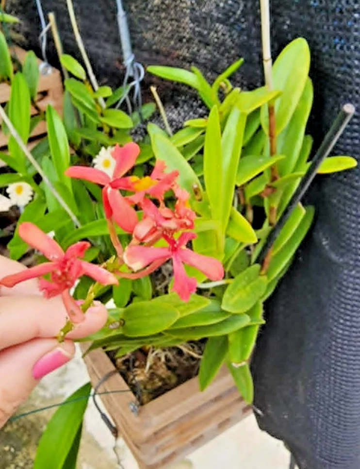 Pink Reed-Stem Orchid Cutting | Epidendrum radicans | Full Sun, Easy Care, Vibrant Blooms, Outdoor & Patio Plant