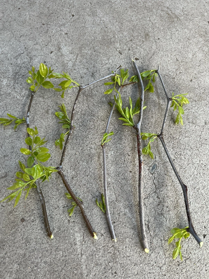 Lang Jujube Tree Cuttings for Planting – 5 Unrooted Ziziphus jujuba Chinese Red Date Stems