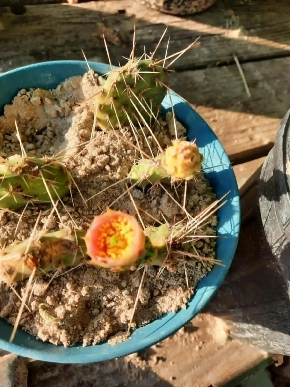 Live Opuntia macrorhiza × polyacantha Cactus Plant – Hardy Prickly Pear Hybrid for Desert Gardens, Drought Tolerant, Cold Hardy, Outdoor Xeriscape