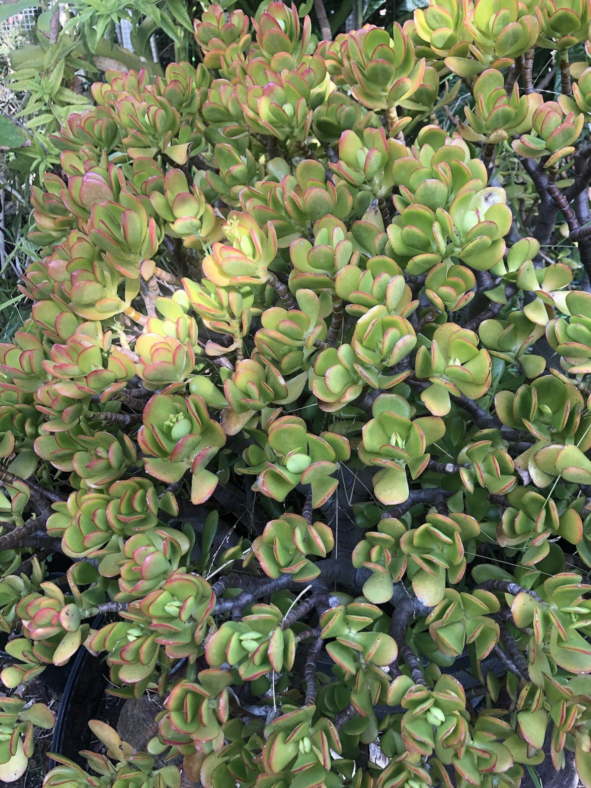 Crassula ovata Jade Plant Stem Cuttings – 3 Fresh Succulent Propagation Cuttings, 3–5 Inches, Easy to Root, Indoor Garden, Succulent Collection