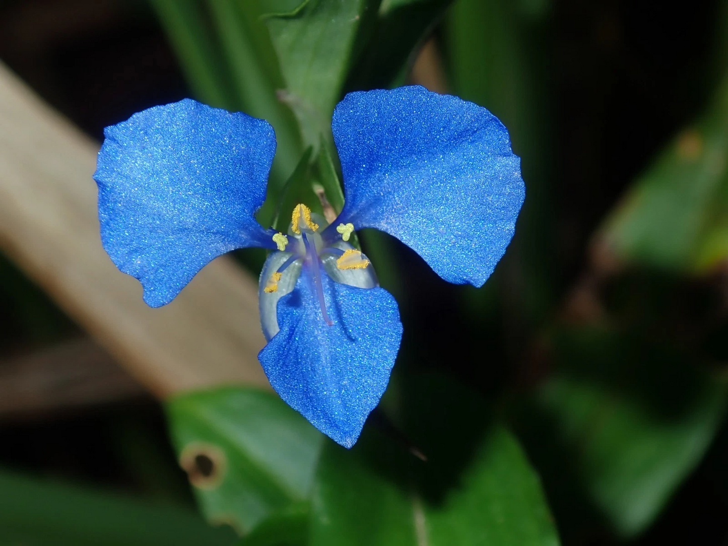 Commelina cyanea Spiderwort Houseplant Cuttings, Trailing Green Foliage, Unrooted Propagation Stems