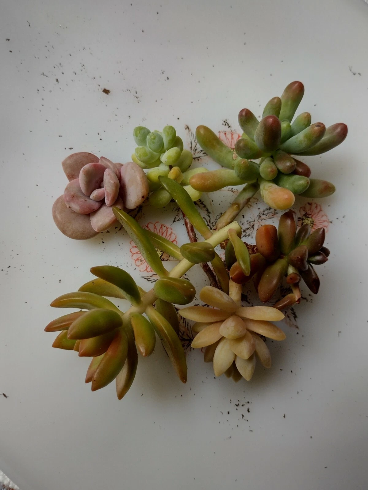 Assorted Succulent Cuttings Set of 6 | Mixed Varieties for Rooting | Live Plant Starter Pack | Drought-Tolerant Succulents