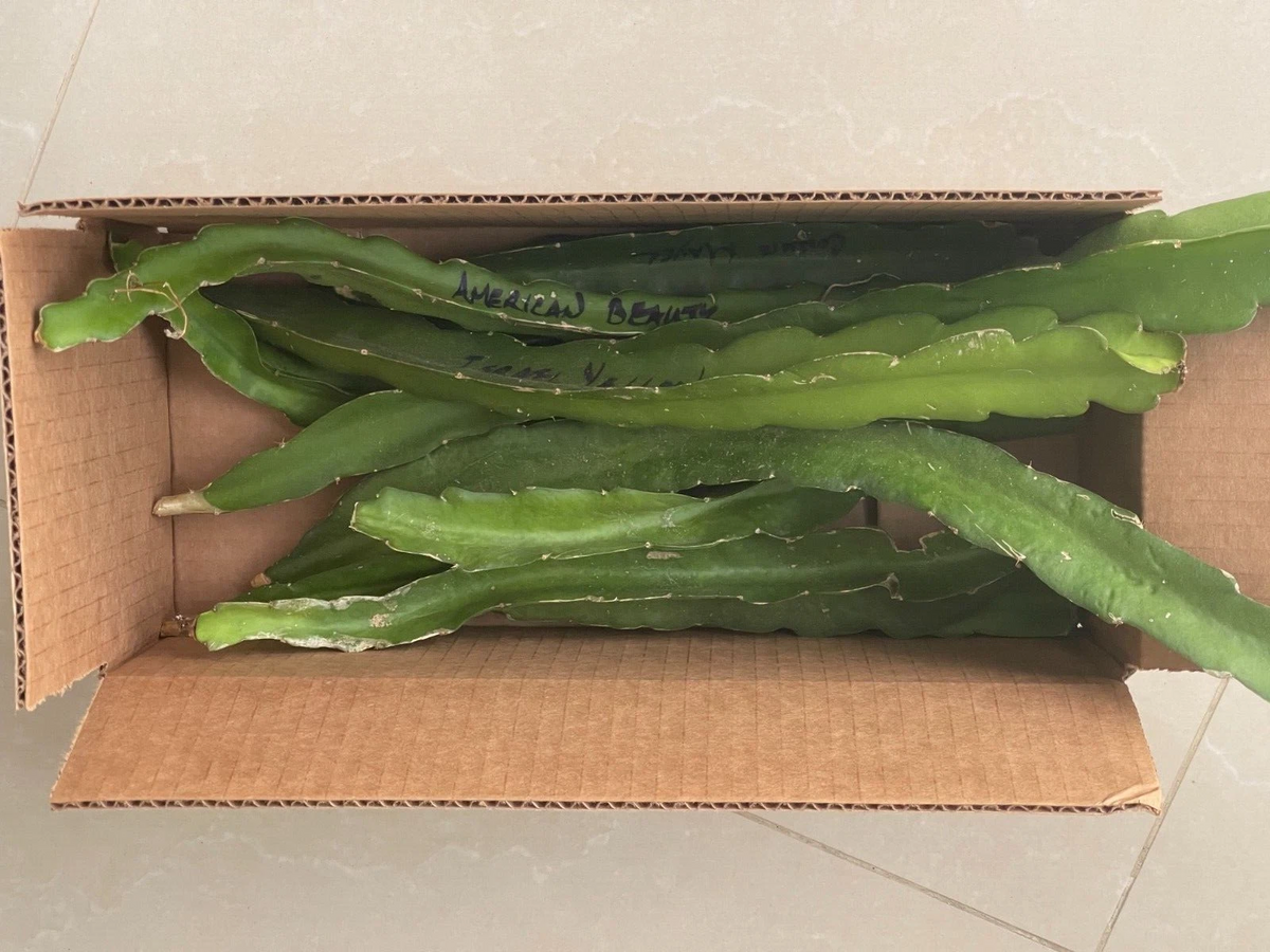 Dragon Fruit Cuttings – 10 Live Pitaya Unrooted Clippings, Purple & White Varieties, 8–10 Inches Long, Hylocereus spp.
