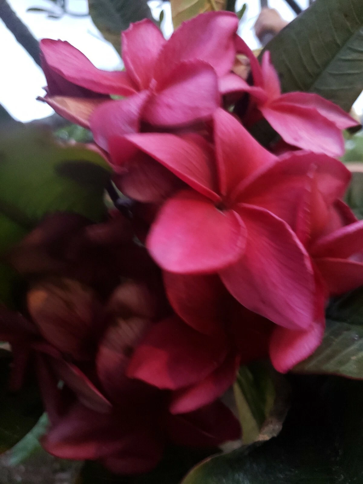 Wildfire Red Plumeria Cutting – 9-12 Inch Unrooted Frangipani Tree Propagation, Plumeria rubra