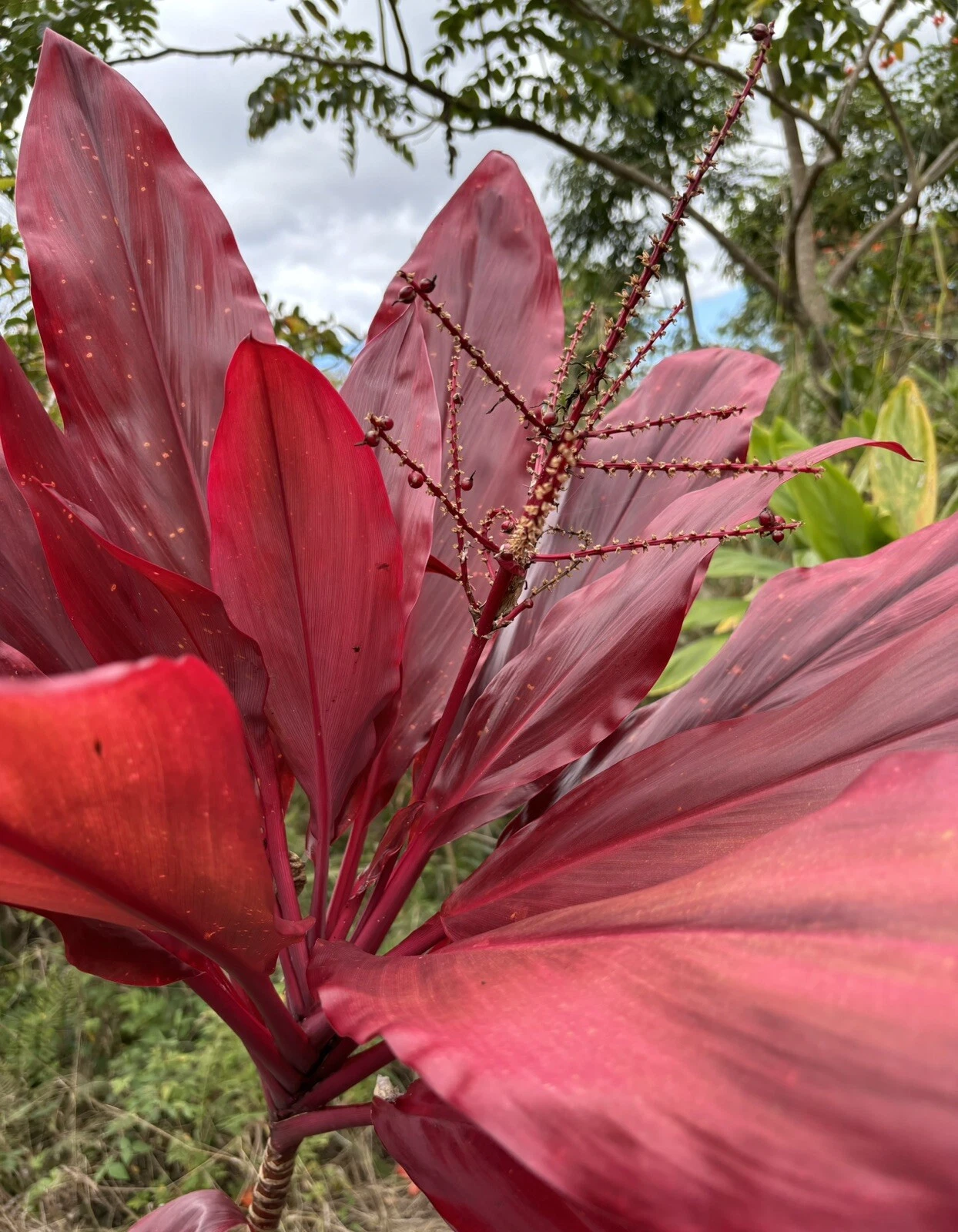 Hawaiian Red Ti Plant Cuttings – 6 Unrooted Starter Logs, Cordyline fruticosa, Tropical Foliage, Propagation Planting