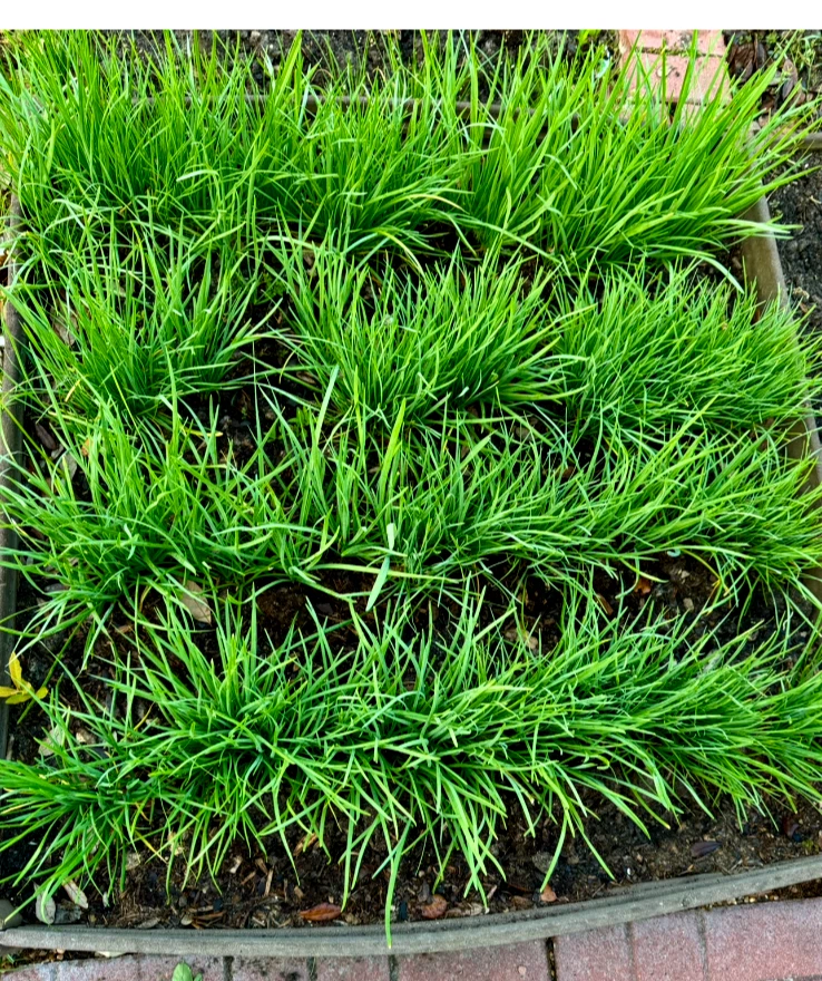 Garlic Chives Live Plants – 30+ Bare Root Perennial Starts, Organic Allium tuberosum for Garden & Containers