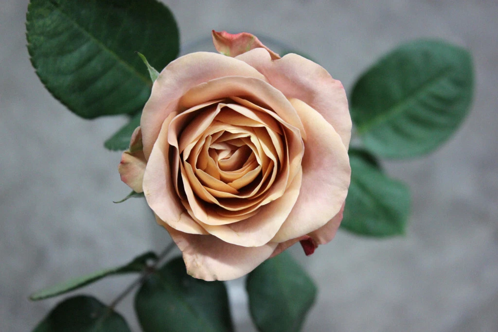 Cappuccino Rose Cuttings – 3 Unrooted Stem Propagation for Grafting, Rare Brown-Blush Rose Variety Rosa Hybrid