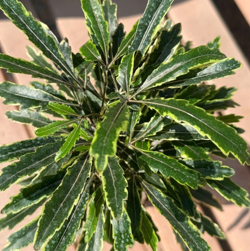 Variegated False Aralia Plants Set of 2 | Plerandra elegantissima | Tropical Indoor Houseplants in 2" Pots