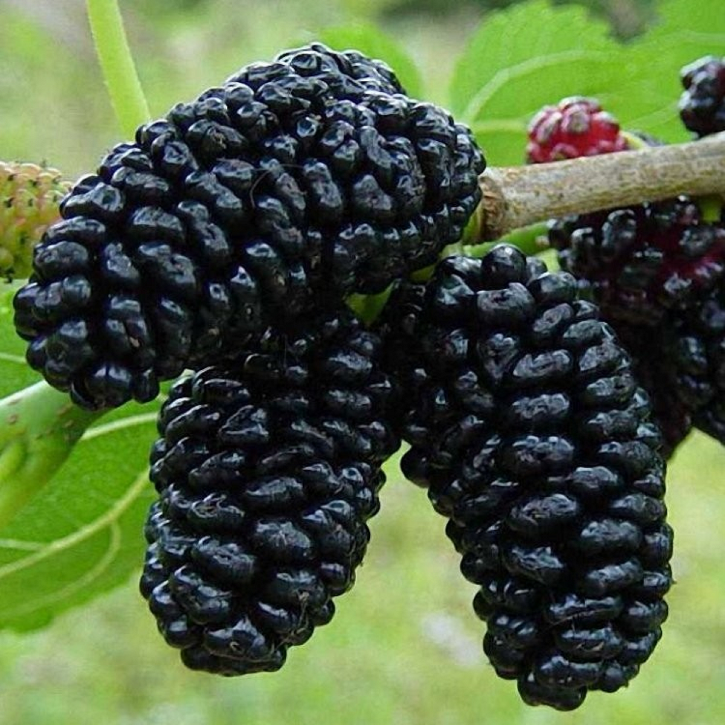 Black Mulberry Cuttings 3 Pack Morus nigra Hardwood Live Fruit Tree Propagation Wood for Rooting Grafting