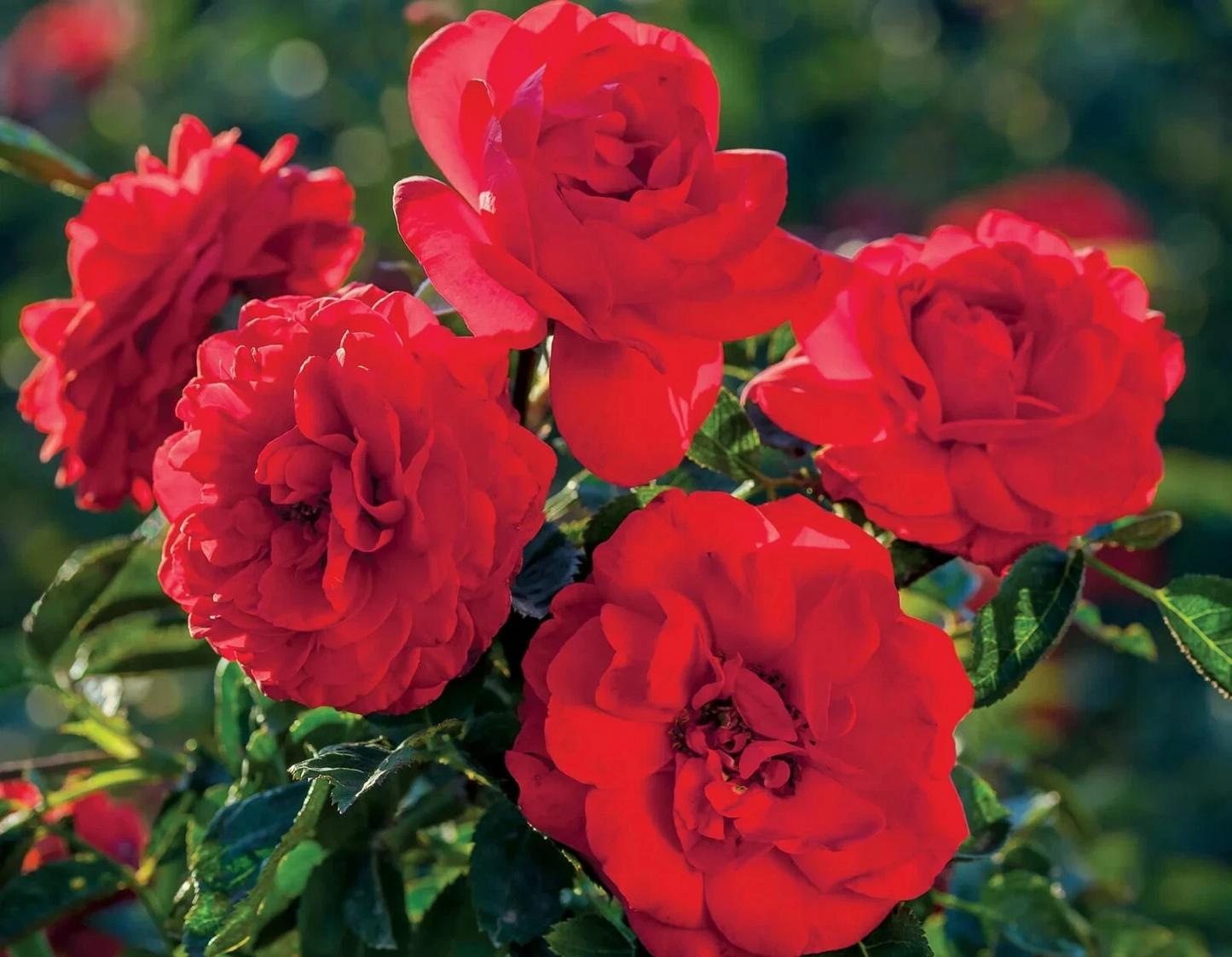 Canyon Road Floribunda Rose Cuttings – 6 Unrooted Stem Propagation for Bright Brick Red Blooms
