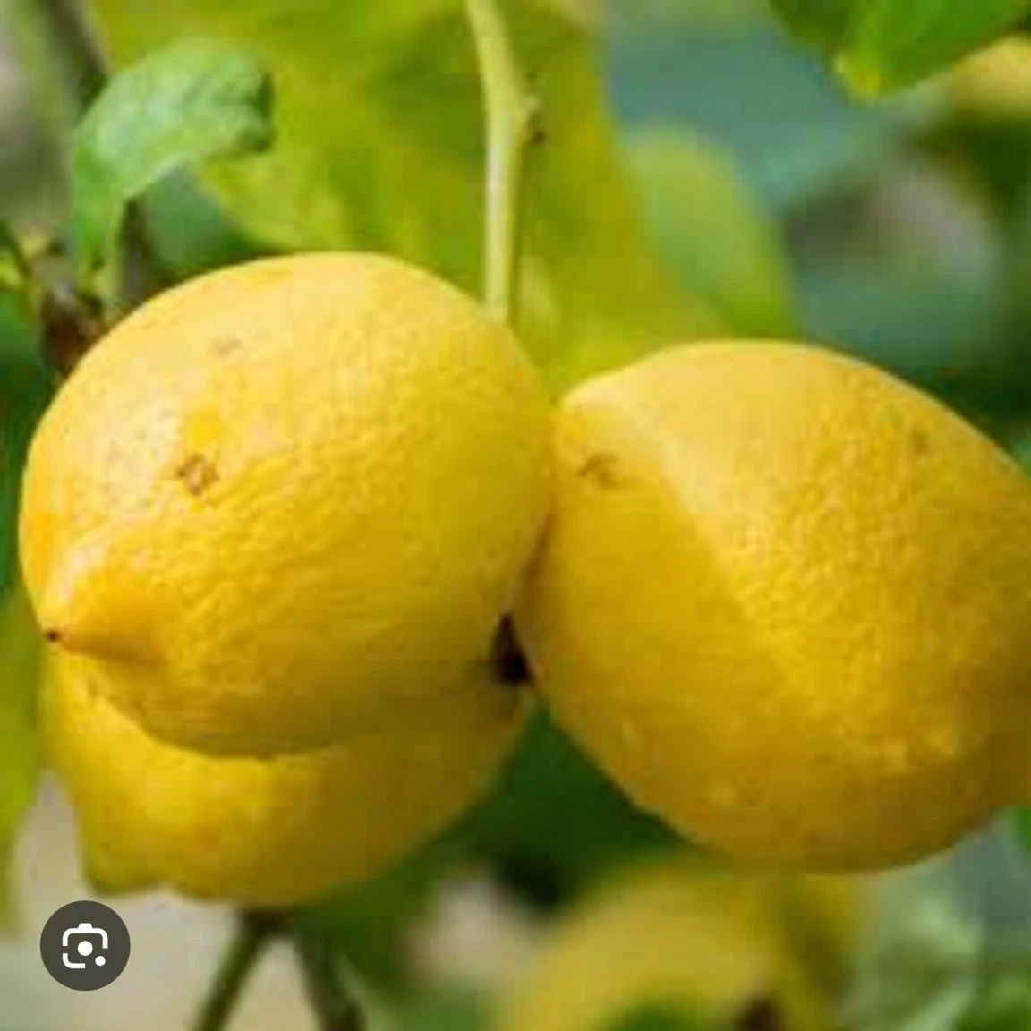 Italian Lemon Citrus Limon Cutting 6-8 Inches for Rooting or Grafting, Fruit Tree, Fragrant Foliage
