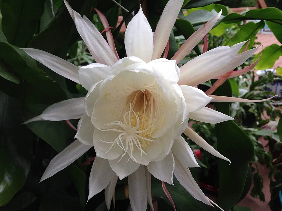 Epiphyllum oxypetalum Queen of the Night Cuttings – 2 Live Night-Blooming Orchid Cactus Stems, Easy Rooting, Indoor Tropical Plant
