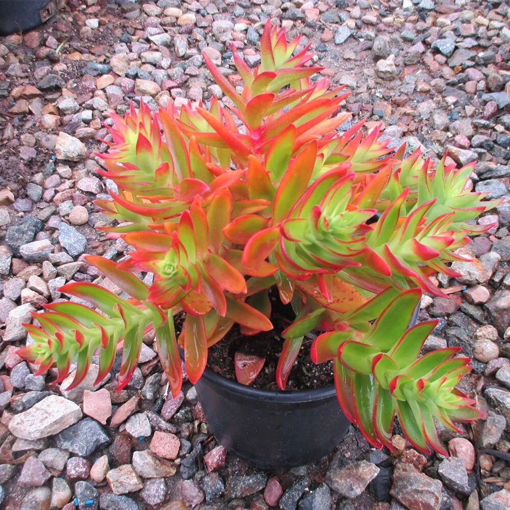 Crassula Campfire Succulent Cuttings – Red-Orange Foliage, Easy Propagation, Low Spreading Plant, Live Cactus-Succulent Starter Stems