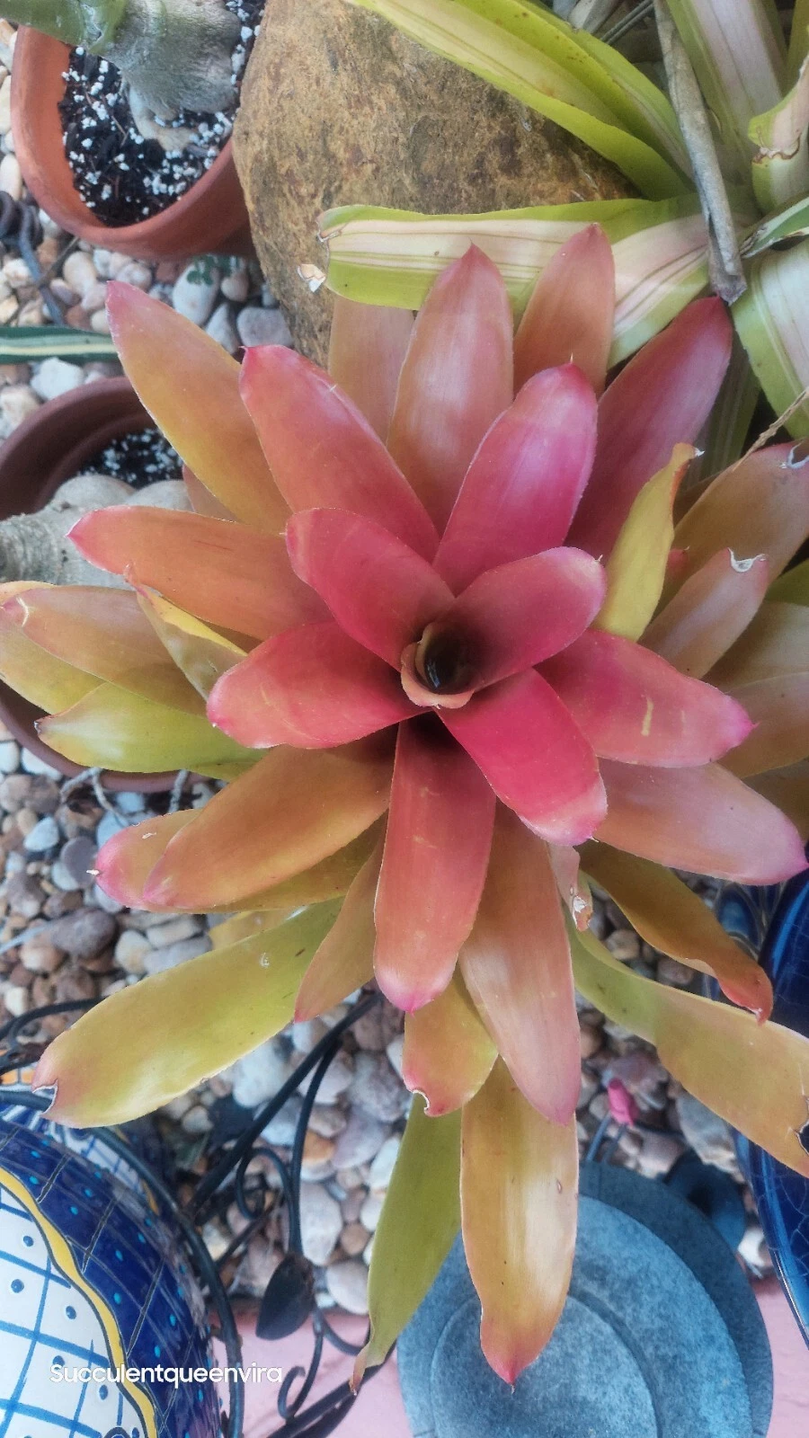 Neoregelia ‘Super Fireball’ Live Bromeliad Plant, Compact Red Sun-Loving Exotic Houseplant