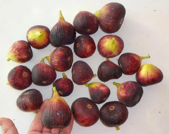 Magnolia Fig Tree Cuttings – 3 Unrooted Ficus carica Propagation Cuttings for Backyard Gardens, Hardy Zones 6–11
