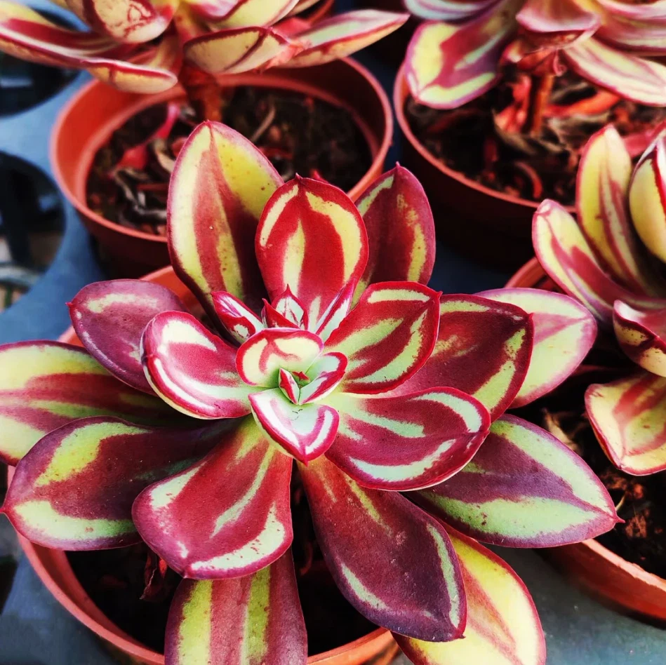 Echeveria Nodulosa Succulent Live Plant – 4-Inch Potted Rosette Foliage with Red Margins