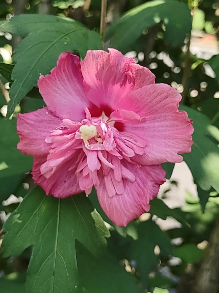Rose of Sharon Cuttings – Double Pink Hibiscus syriacus, Unrooted 6–10" Shrub Propagation for Garden Landscaping
