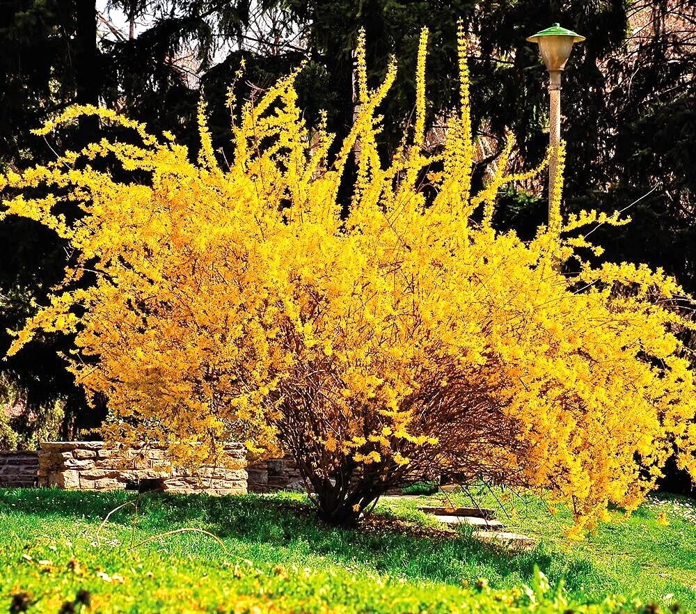 Golden Forsythia Cuttings – 15 Unrooted Stem Propagation Material for Hedges & Landscape, Forsythia spp.