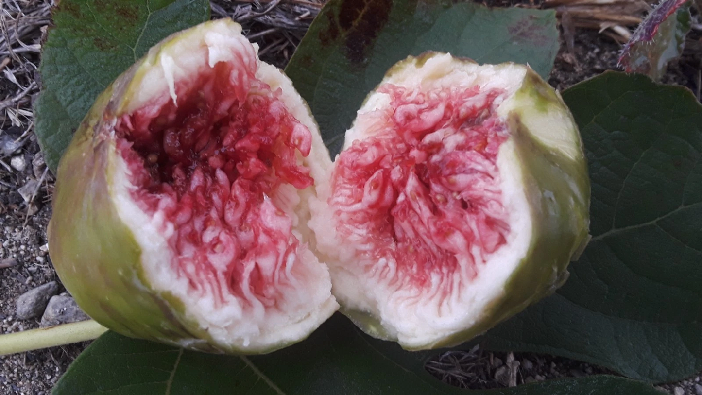 White Adriatic Fig Cuttings 5pcs | Ficus carica Live Propagation Wood | Fresh 8-10" Rooting Planting Material