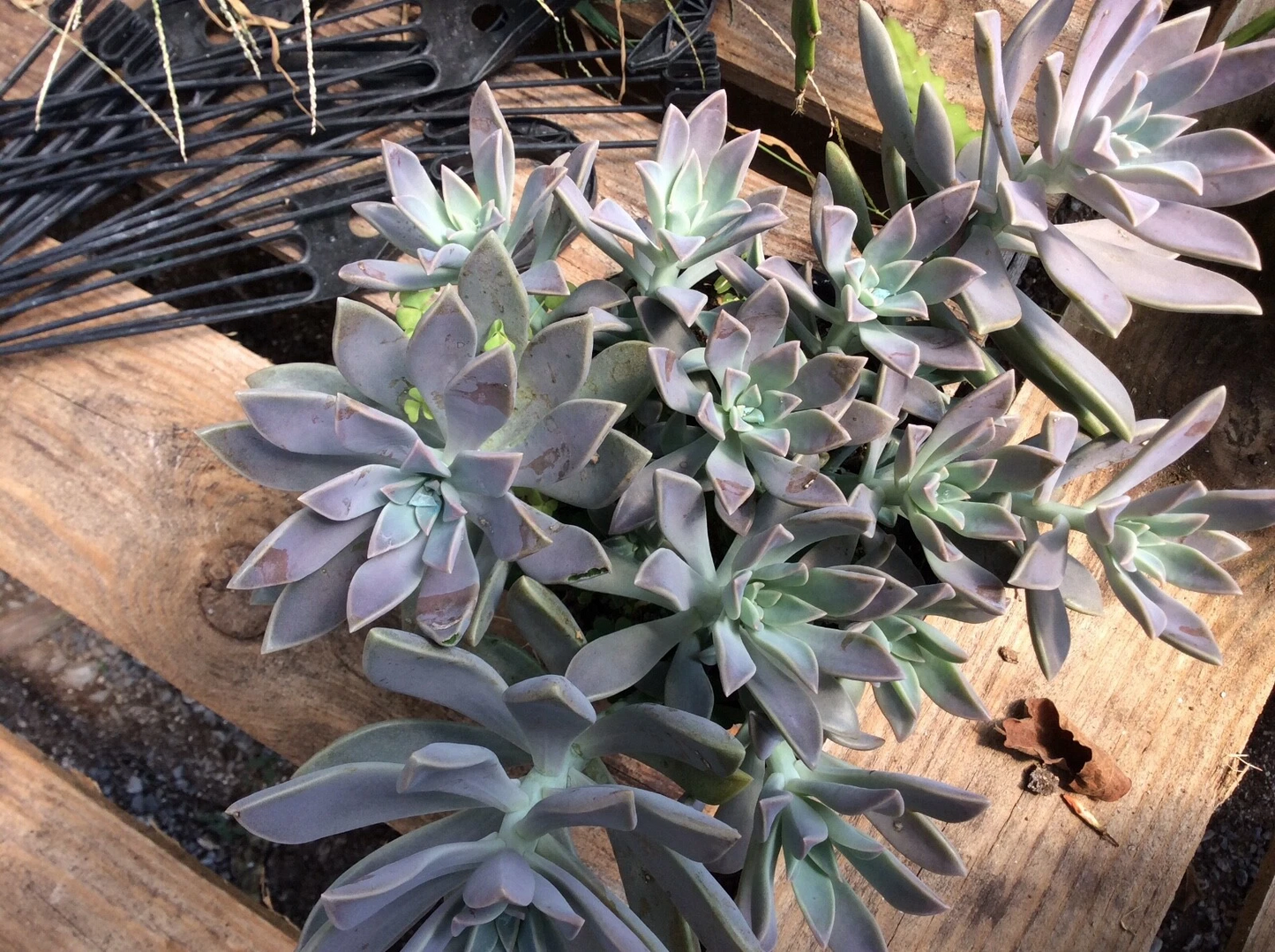 Ghost Plant Succulent Cuttings – 2 Live Graptopetalum paraguayense, Gray Rosette, Trailing Succulent, Unrooted Cuttings 2–4 Inches