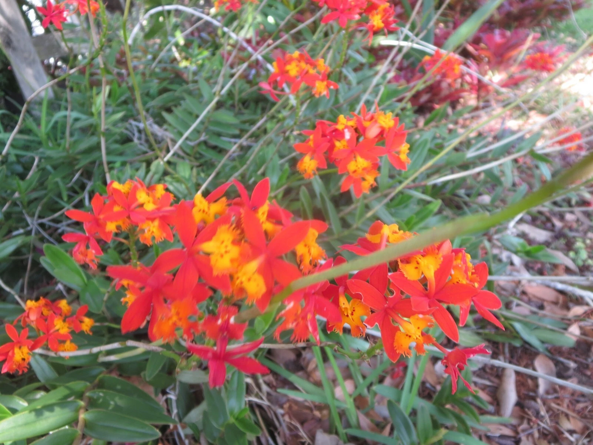 Ground Orchid Cuttings – 5 Orange Epidendrum Live Plantings with Aerial Roots for Propagation
