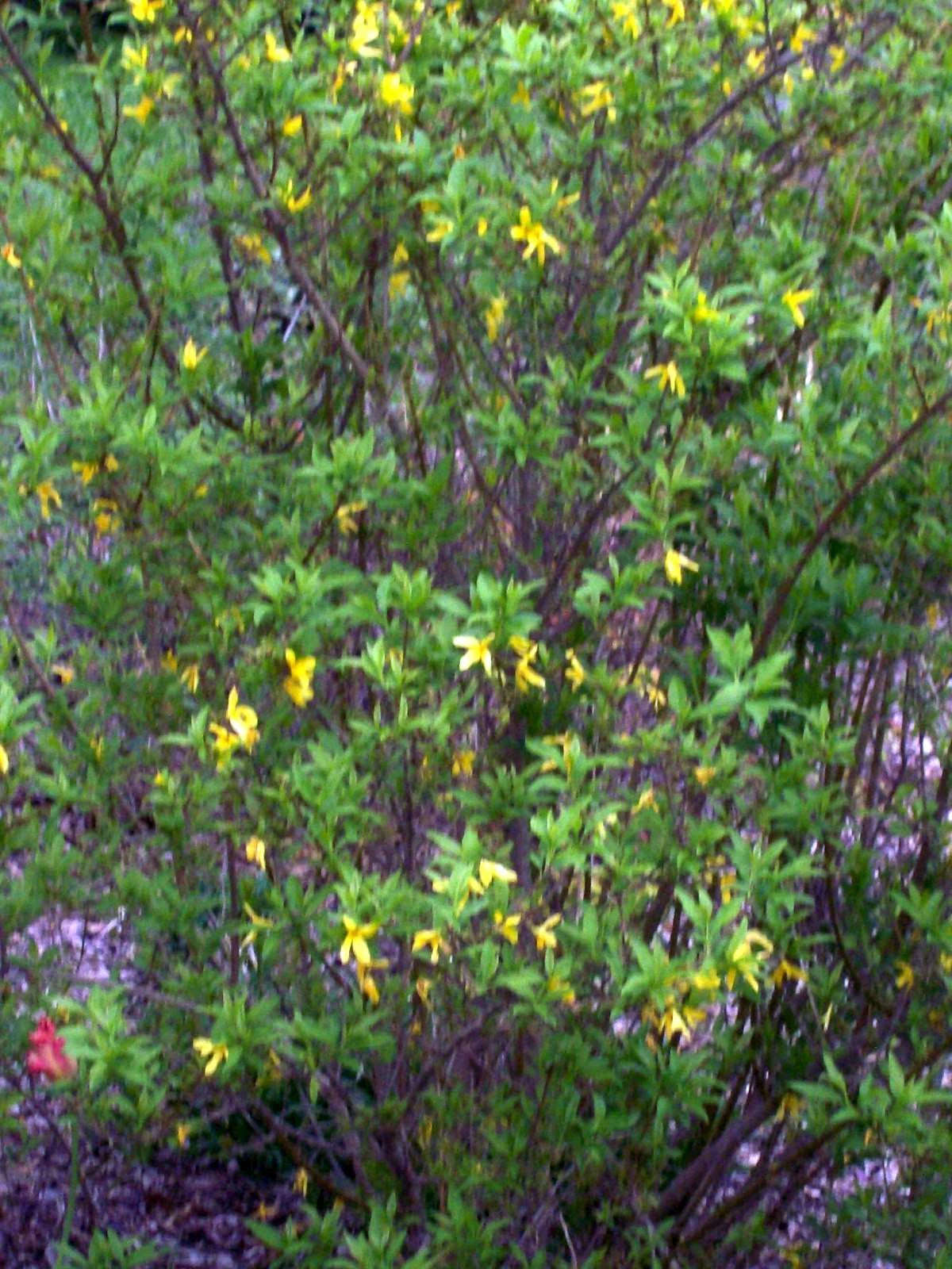 Forsythia Bush Cuttings Set of 12 – Unrooted Flowering Shrub Propagation Material for Garden Hedges & Borders