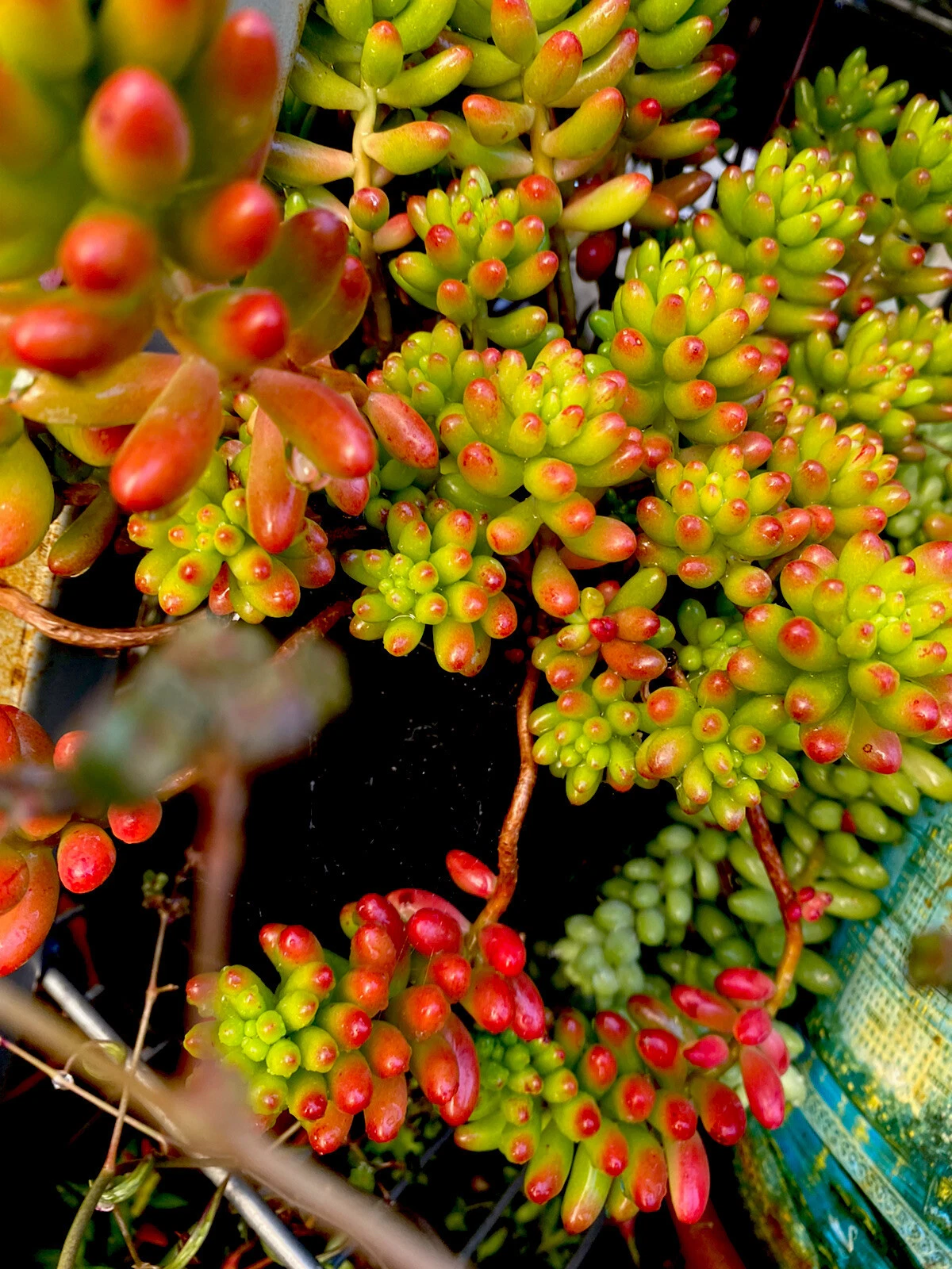 Variegated Sedum rubrotinctum Jelly Bean Succulent Cuttings – 6 Propagation Plants, Colorful Bean-Shaped Leaves