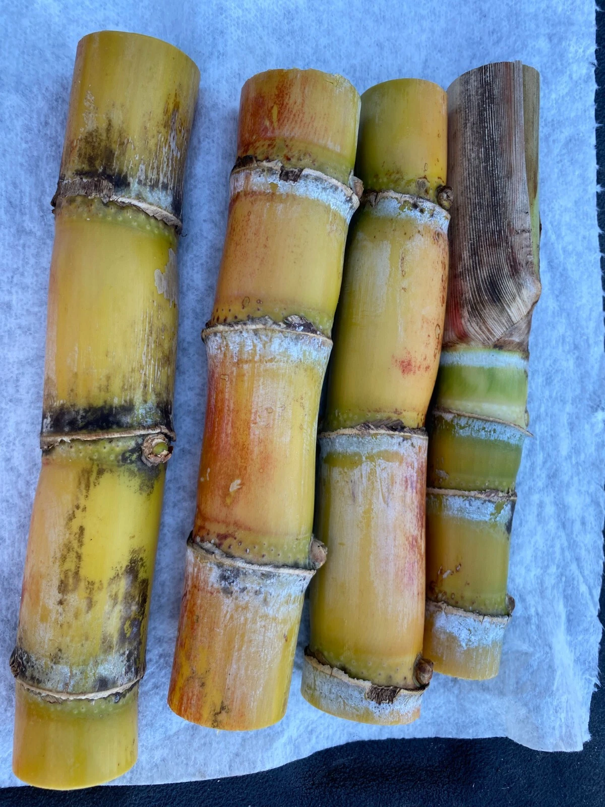 Heirloom Sugarcane Cutting – Fresh 4+ Bud Starter for Growing Saccharum officinarum, Live Cane Piece for Home Gardens and Tropical Cultivation