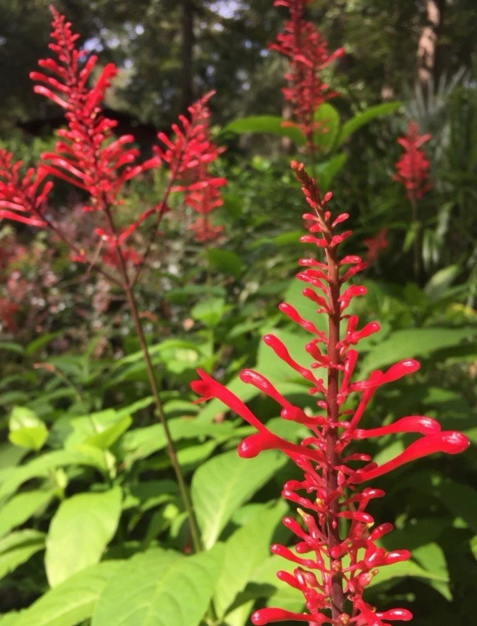 Unrooted Firespike Cuttings - Odontonema strictum, Tropical Ornamental Plant, Red & Purple Flower Spikes, Garden & Container Propagation