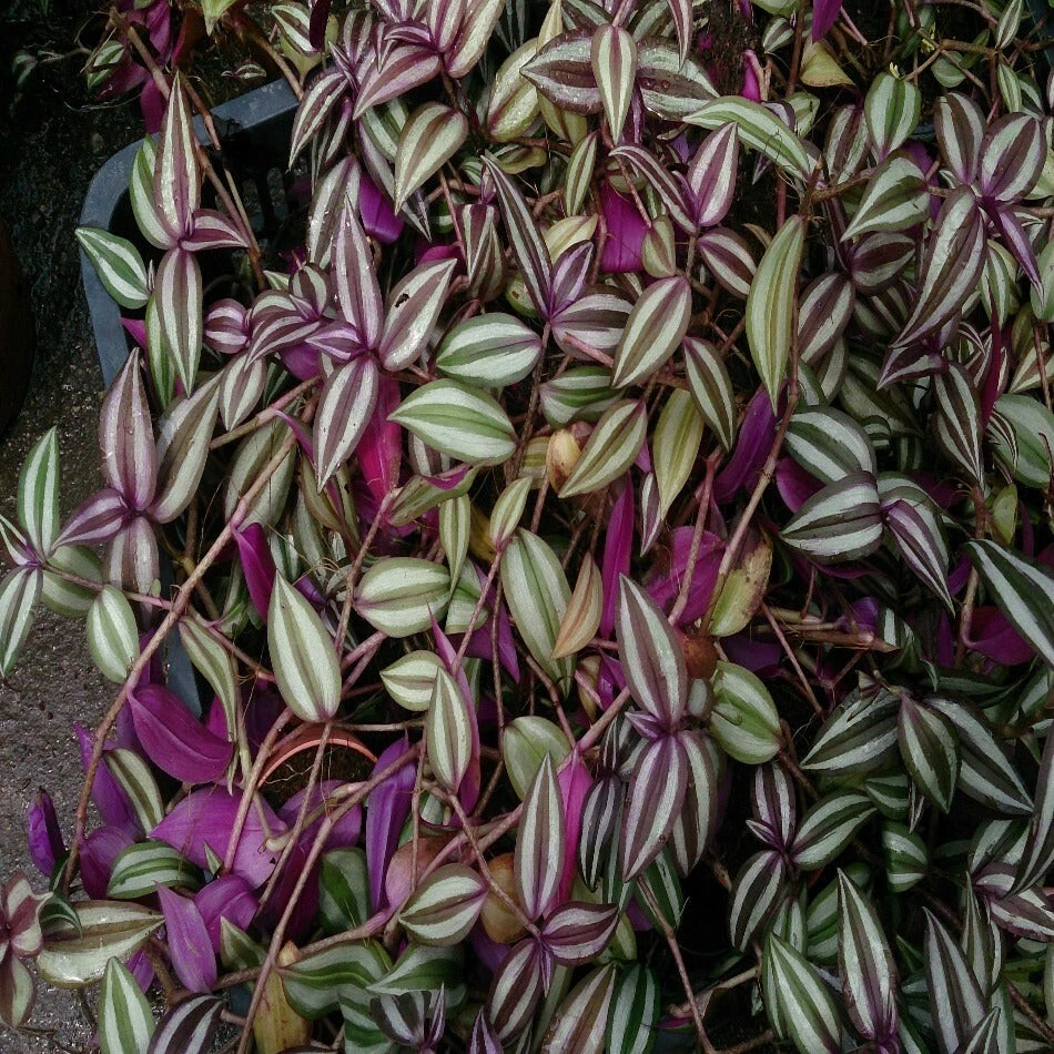 Tradescantia zebrina Cuttings – 10 Purple and Silver Striped Stems for Rooting & Indoor Trailing Plants
