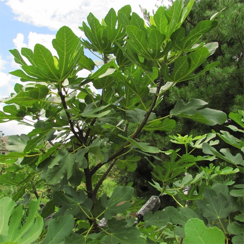 Live Smith Fig Cutting – Ficus carica ‘Smith’ Unrooted Fruit Tree Propagation Plant