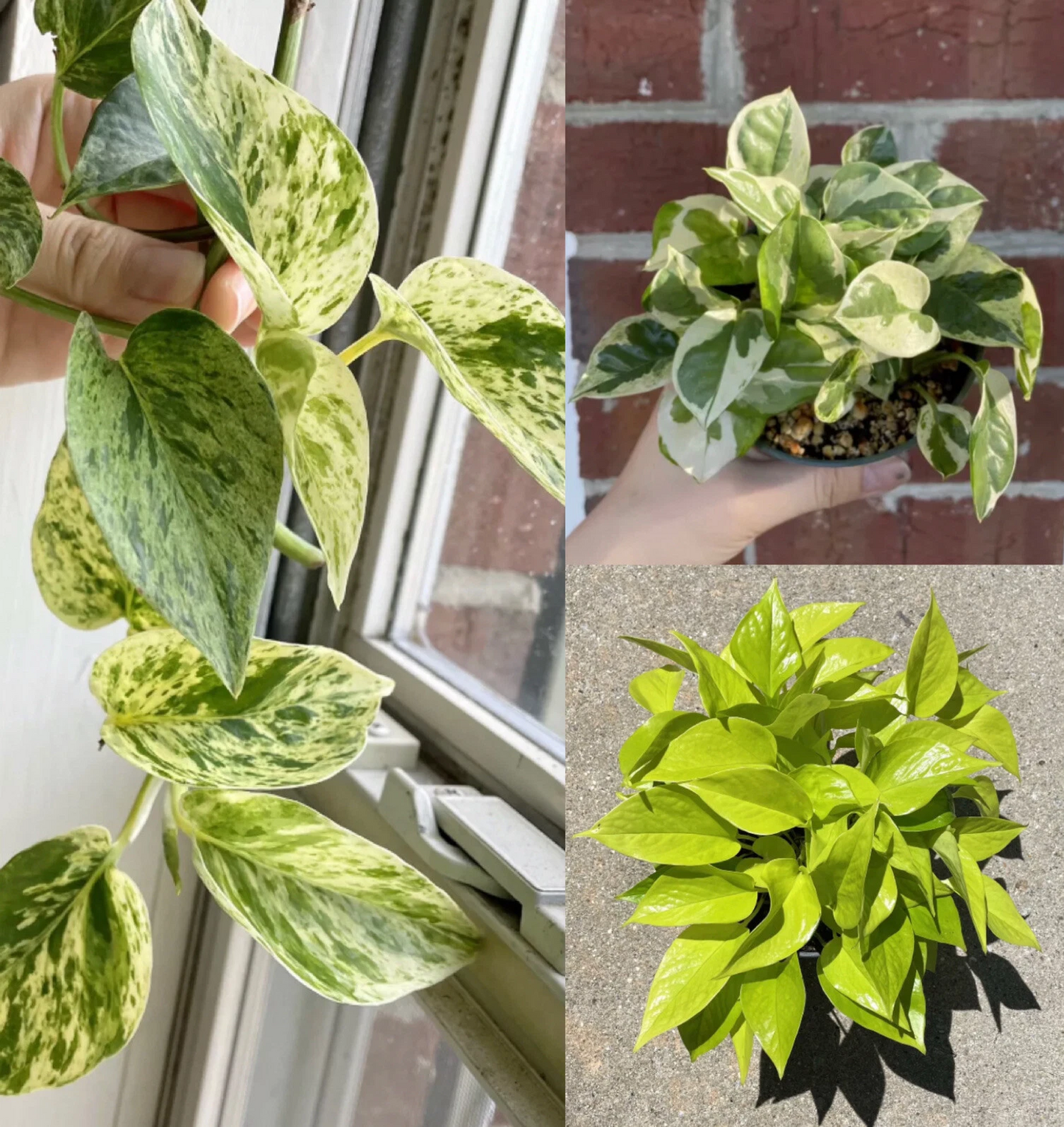 Pothos Cuttings Set – 6 Indoor Vine Starts with Variegated and Neon Epipremnum aureum for Easy Propagation