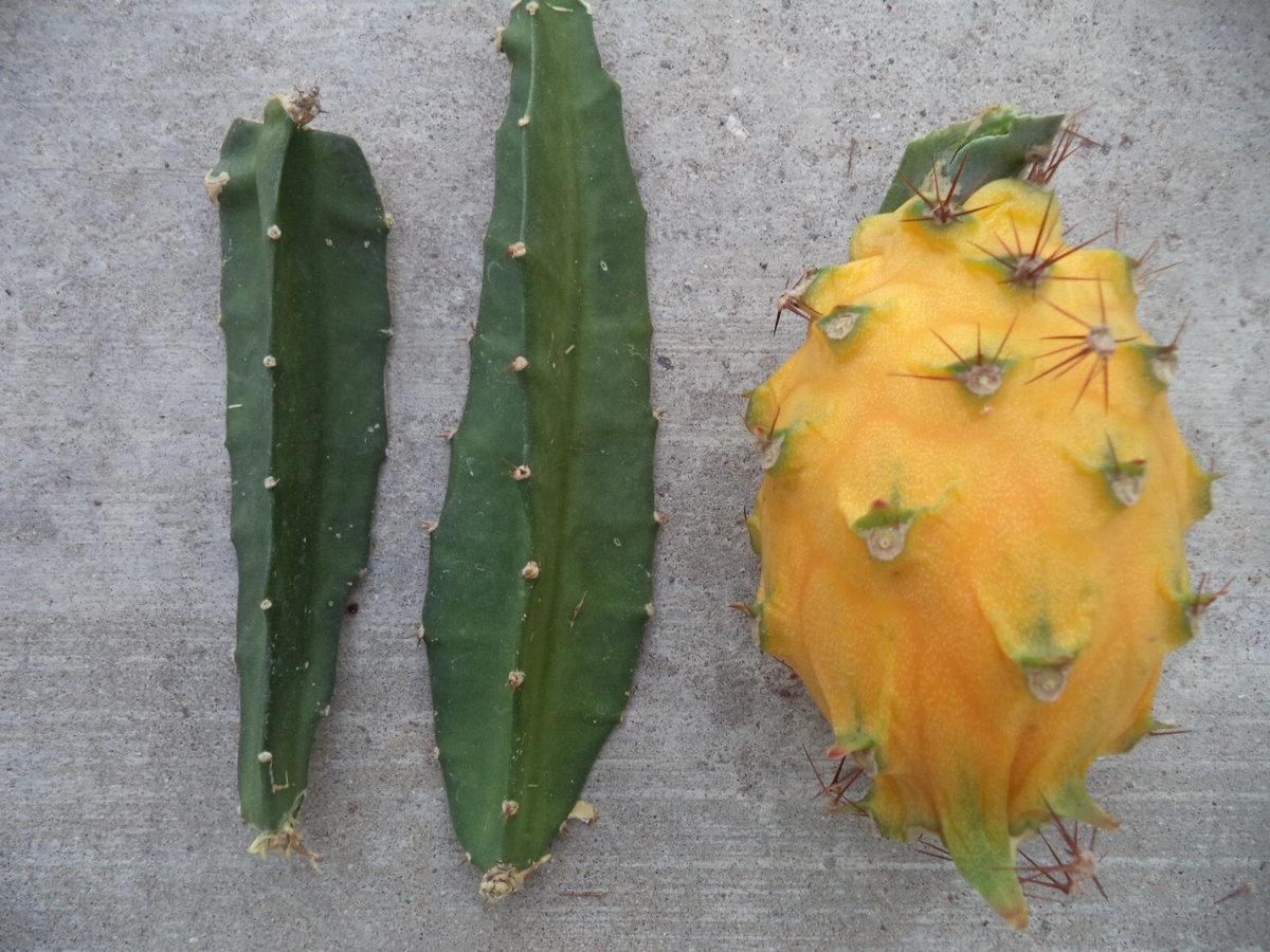 Yellow Dragon Fruit Cutting – 3-4 Inch Palora Variety Selenicereus megalanthus Live Starter Stem