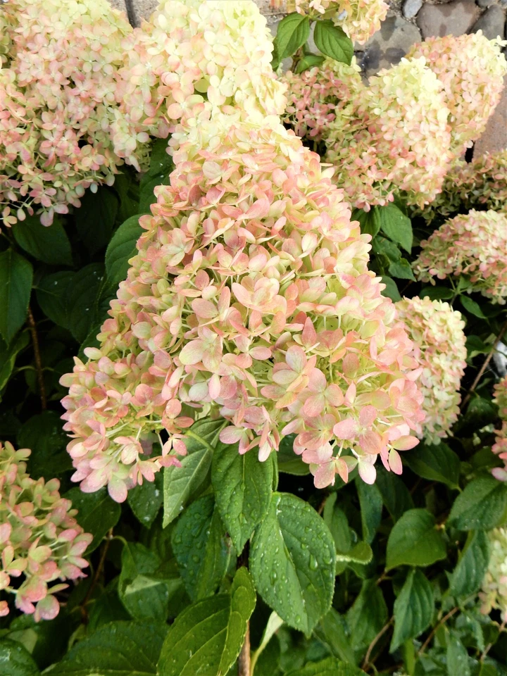 Hydrangea paniculata Limelight Hardy Hydrangea Cuttings – 10 Unrooted Stems, 8-10 Inches for Propagation and Landscape Planting