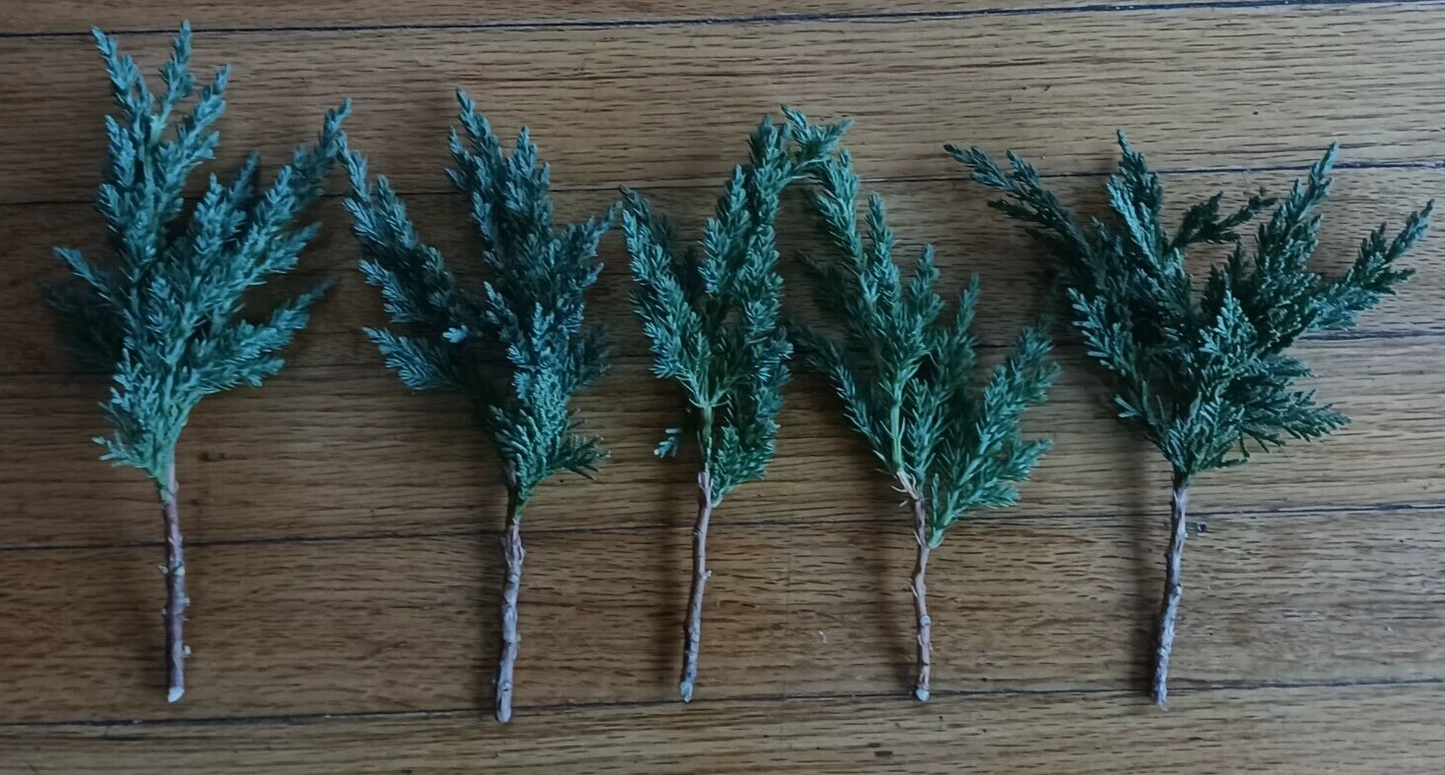 Green Mound Juniper Cuttings – 6-8" Unrooted Evergreen Bonsai Propagation Juniperus procumbens