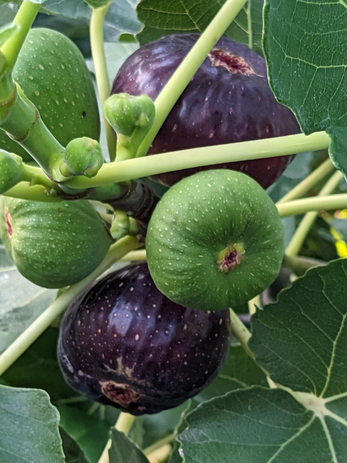 Black Mission Fig Tree Cuttings – 10 Unrooted Ficus carica Propagation Cuttings for Grafting or Rooting