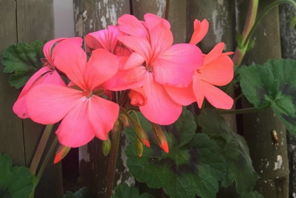 Orange Pink Zonal Geranium Live Plants – 4 Starter Cuttings 6 Inch, Pelargonium Hortorum Flowering Plant
