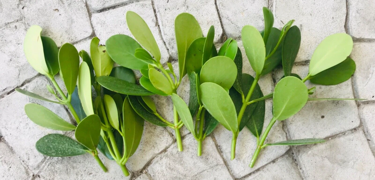 Clusia Rosea Cuttings – 9 Fresh Autograph Tree Stems for Propagation, Tropical Evergreen Shrub, Easy Rooting, Live Clippings