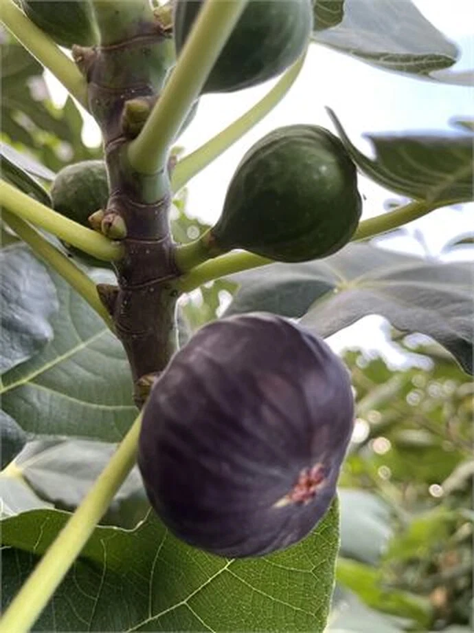 Dark Portuguese Fig Cutting – 8"+ Ficus carica Stem with 3+ Nodes for Propagation, Fruit Tree, Fresh, High-Quality