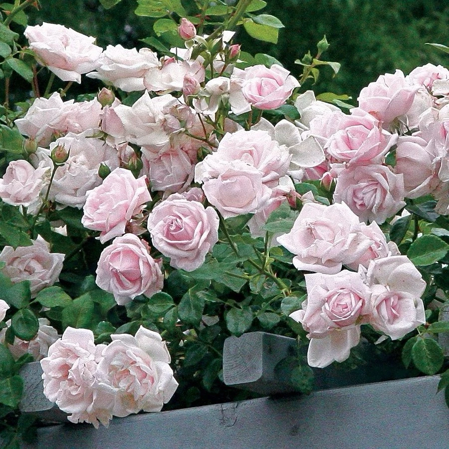 New Dawn Climbing Rose Cuttings – 6 Unrooted 6-Inch Propagation Wood for Trellises, Arches, Fences, Pink Blooms, Rosa ‘New Dawn’