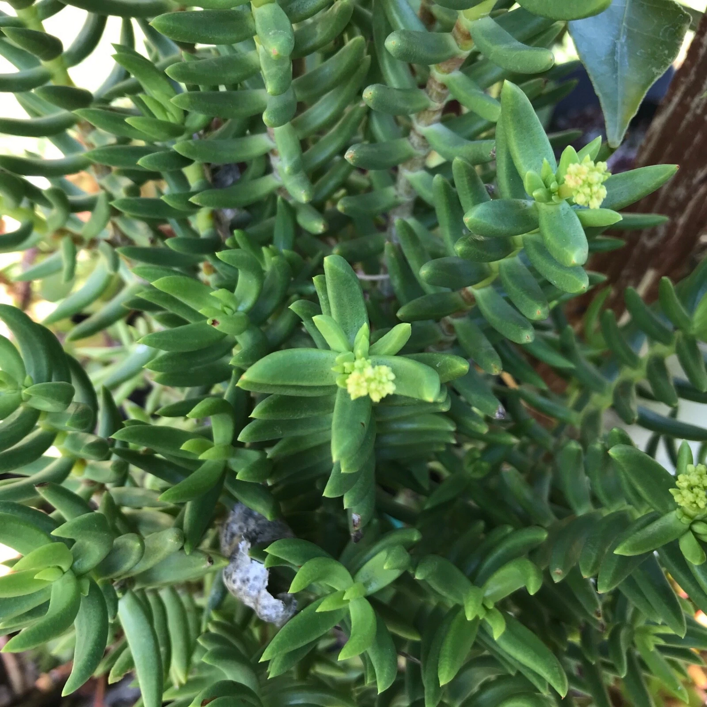 Mini Pine Tree Succulent Cuttings Set of 4 | Crassula tetragona Bonsai-Style Plant Stems for Pots & Indoor Growing