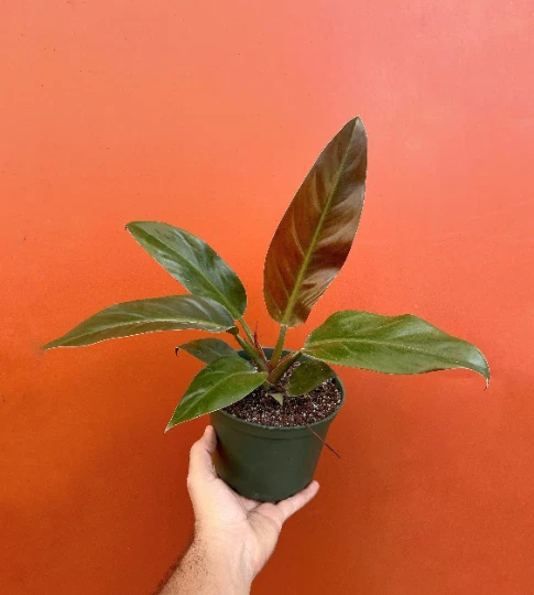 Red Imperial Philodendron Live Plant – 6 Inch Potted Philodendron erubescens Imperial Red Indoor or Outdoor