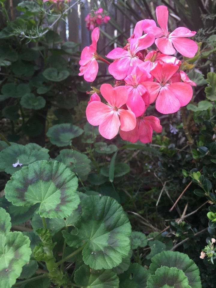 Salmon Pink Zonal Geranium Cuttings – Pelargonium × hortorum Live Unrooted Propagation Starter, 8-Inch Plant Clippings
