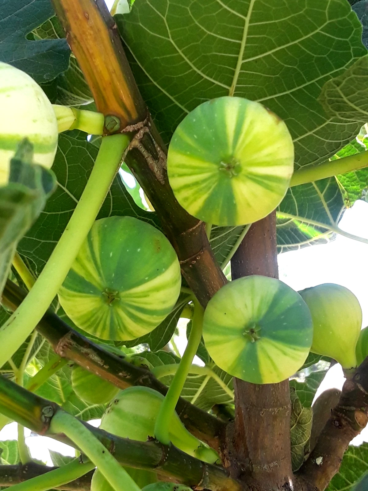 Panache Fig Cuttings – 3 Unrooted Variegated Ficus carica ‘Panaché’ Tiger Fig Propagation Cuttings