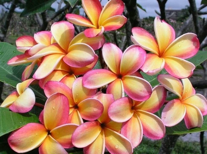 Rainbow Plumeria Cutting – 9–14" Rare Frangipani Stem, Fresh Unrooted Tropical Flowering Plant for Propagation