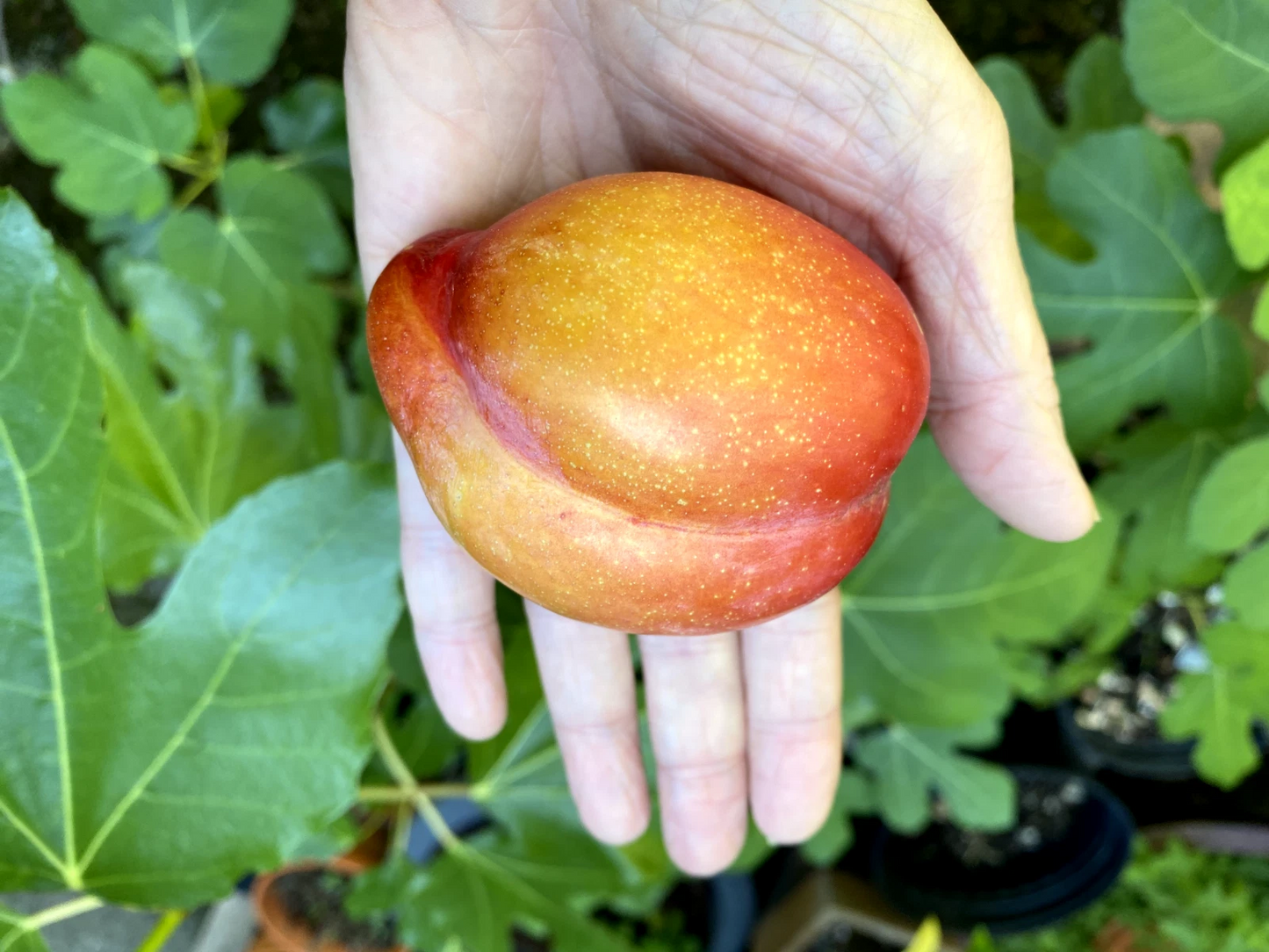 European Plum Cuttings – Prunus domestica – 2 Hardwood Propagation Cuttings for Fruit Trees & Edible Landscaping