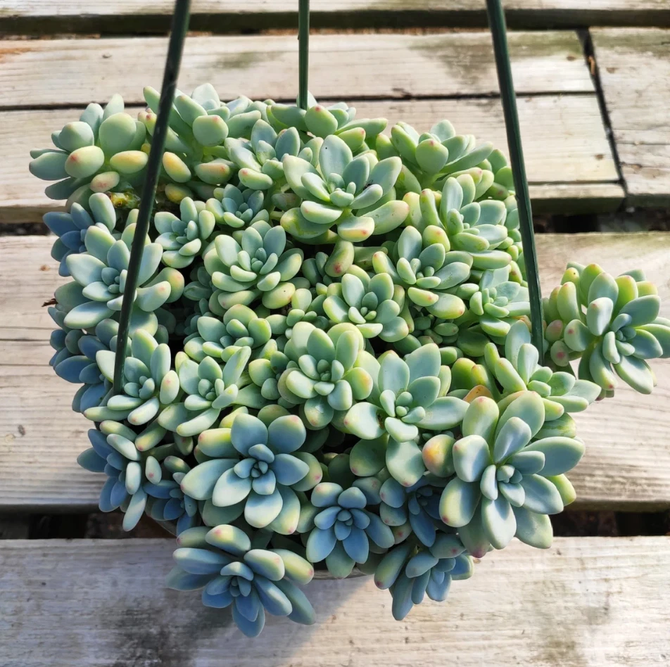 Sedum clavatum Succulent Live Plant – 2 Inch Potted Blue-Green Rosette, Indoor Outdoor Garden Plant