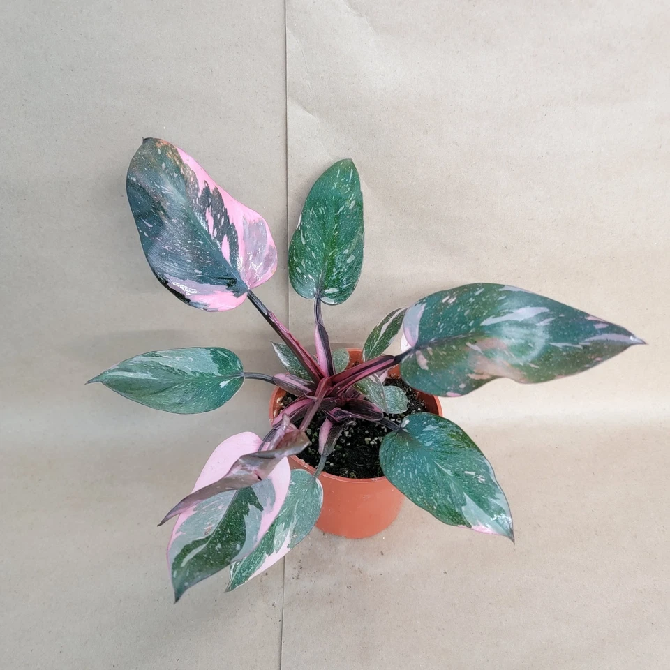 Philodendron Pink Princess Marble Galaxy Live Aroid Plant in 4-Inch Pot for Indoor Growing